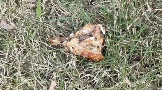 成都郫都区多只宠物犬疑似中毒死亡，草丛中发现“毒肉”
