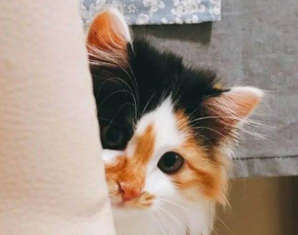 猫咪也恐高！小猫爬到高处下不来，猫妈只好爬窗救孩子