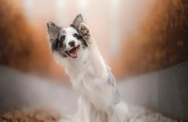 恶犬小区内伤人物业要担责吗,养犬条例如何落实?专家解读 恶犬小区内伤人物业要担责吗,养犬条例如何落实?专家解读