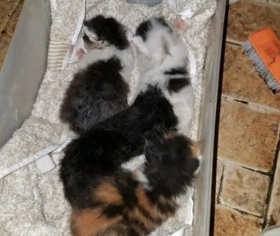 男子从下水道救出一窝小奶猫,眼睛都没睁开,喂养一周后被萌翻 男子从下水道救出一窝小奶猫,眼睛都没睁开,喂养一周后被萌翻