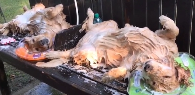 金毛不去宠物店洗澡,主人一举两“狗”,狗子表情很魔性啊 金毛不去宠物店洗澡,主人一举两“狗”,狗子表情很魔性啊