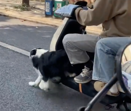 骑电瓶车带狗出门,它把两只腿放下去跟着跑! 骑电瓶车带狗出门,它把两只腿放下去跟着跑!
