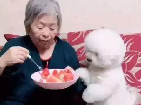比熊被寄养到姥姥家,在金毛被喂成金猪后,比熊已经不想回家了! 比熊被寄养到姥姥家,在金毛被喂成金猪后,比熊已经不想回家了!