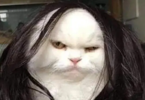 网友买了一个新假发，给猫咪戴上后笑喷了：第一次见这么丑的猫！