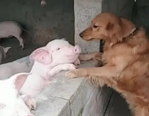 金毛总往猪圈跑,主人担心它会捣蛋,跟去一看:你俩是认真的吗? 金毛总往猪圈跑,主人担心它会捣蛋,跟去一看:你俩是认真的吗?