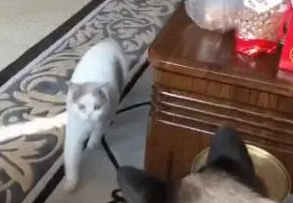 轻轻敲了敲罐头，猫咪就屁颠屁颠地跑过来了：食物面前尊严算什么