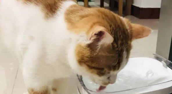 橘猫焦糖的故事：带病的流浪猫坚强的活下来！大橘余生请多指教