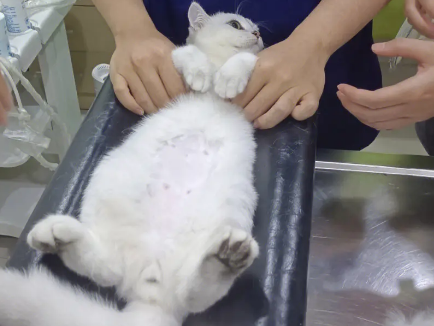 上了手术台的猫咪,一脸绝望:我还没当爸爸,就要当“公公”了! 上了手术台的猫咪,一脸绝望:我还没当爸爸,就要当“公公”了!