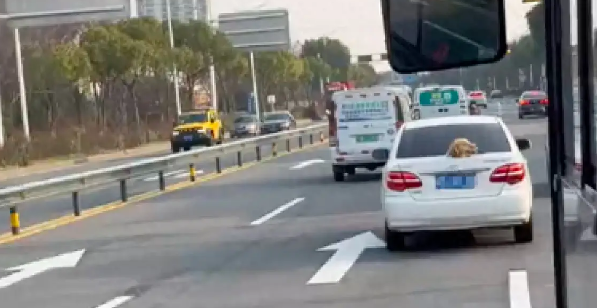 车主在后备箱开了个洞，让金毛可以钻出头来！狗：看谁敢追尾我！