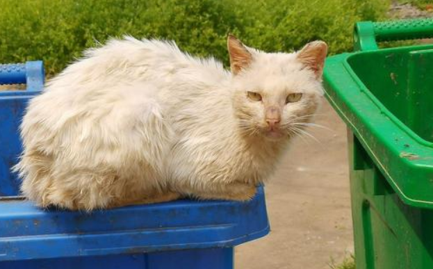 想赚年轻人的钱，得先讨好他们的猫？