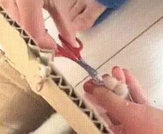 铲屎官用纸箱子套路猫咪,剪指甲新姿势一秒Get,猫:不会再爱了 铲屎官用纸箱子套路猫咪,剪指甲新姿势一秒Get,猫:不会再爱了
