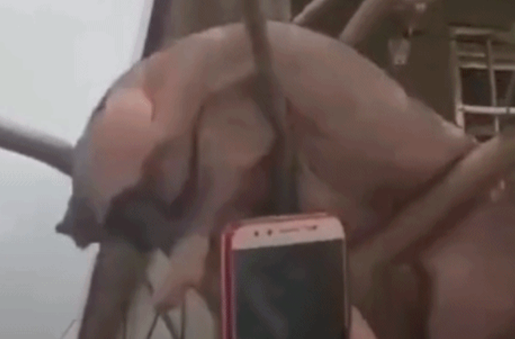 原来母猪真的会上树，路人纷纷拿出手机拍下这一幕，好喜剧