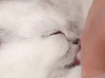 小奶猫到新家一只叫，狗妈妈用这举动安抚它，网友：想蹭奶直说