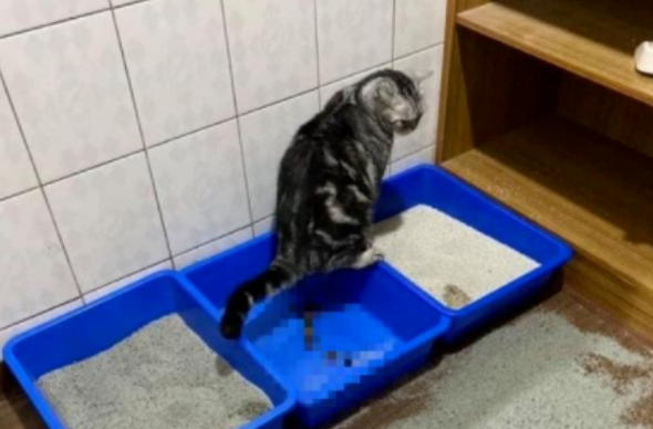 猫咪在猫砂盆外排便，困扰主人一年终于有网友支招，竟是这样...