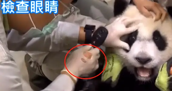 熊猫宝宝做体检不配合,把手套都挠破了,无奈好几个医生按着它 熊猫宝宝做体检不配合,把手套都挠破了,无奈好几个医生按着它