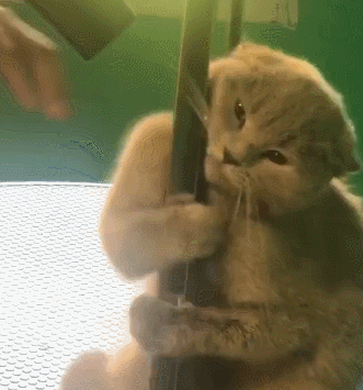 第一次来宠物店的猫，被吹风机吓得不轻，网友：你是猴子派来的吗