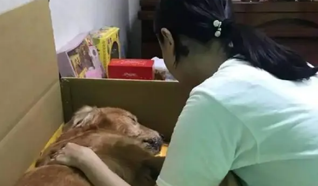 老金毛离世前撒娇不愿回家，主人：原来那是我们最后一次散步