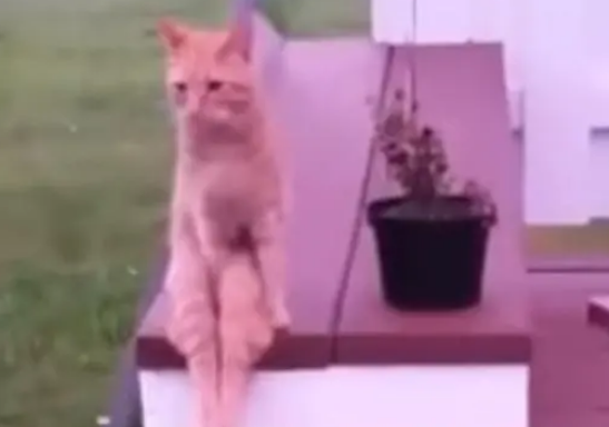 注意形象的“淑女猫”,明明是只公猫,坐姿却宛如少女 注意形象的“淑女猫”,明明是只公猫,坐姿却宛如少女