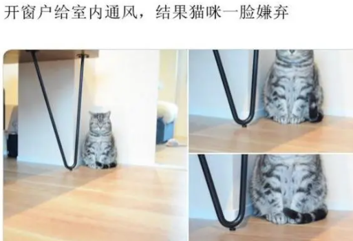 网友开窗通风,却见猫咪一脸嫌弃地蹲在角落:咋,我犯啥错了吗? 网友开窗通风,却见猫咪一脸嫌弃地蹲在角落:咋,我犯啥错了吗?