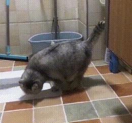 猫咪在厕所蹲坑,完事后还扒拉几下,猫:老祖宗的规矩不能忘 猫咪在厕所蹲坑,完事后还扒拉几下,猫:老祖宗的规矩不能忘