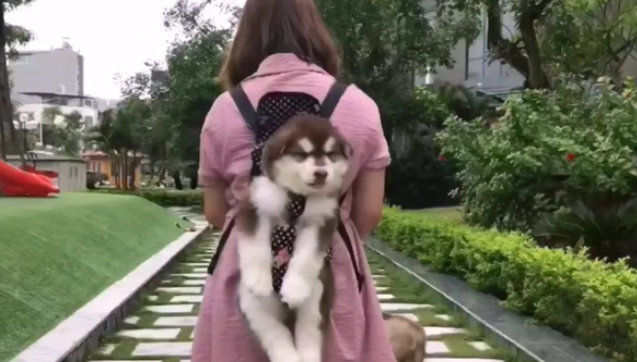 妹子遛狗的方式很特别,出门逛街左拥右抱,像亲生孩子一样 妹子遛狗的方式很特别,出门逛街左拥右抱,像亲生孩子一样
