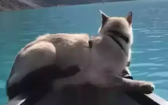 主人带猫咪一起游湖，猫咪淡定地趴在船头，这画面太美了