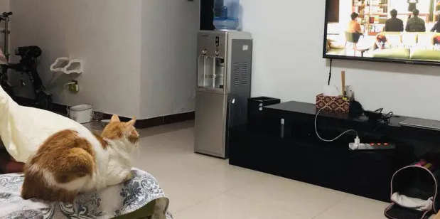 橘猫焦糖的故事：带病的流浪猫坚强的活下来！大橘余生请多指教