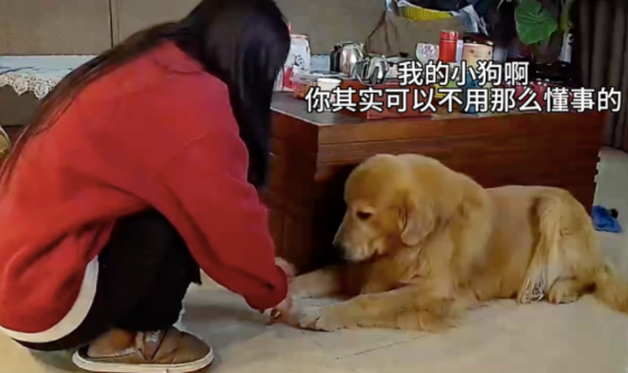 不小心踩到金毛的脚,它为了不让主人自责,事后才去舔爪子 不小心踩到金毛的脚,它为了不让主人自责,事后才去舔爪子