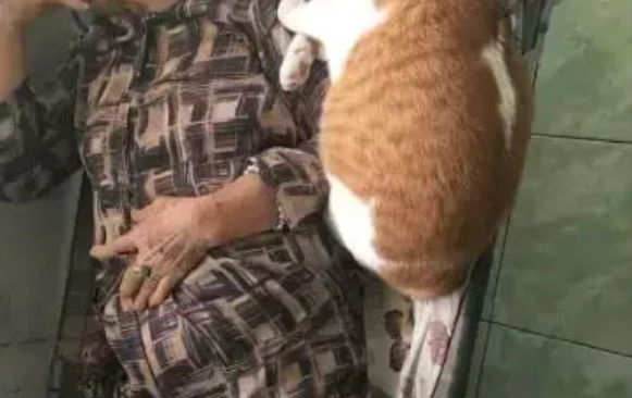 橘猫跟奶奶一起睡觉，网友：十只橘猫九只胖，还有一只压倒炕