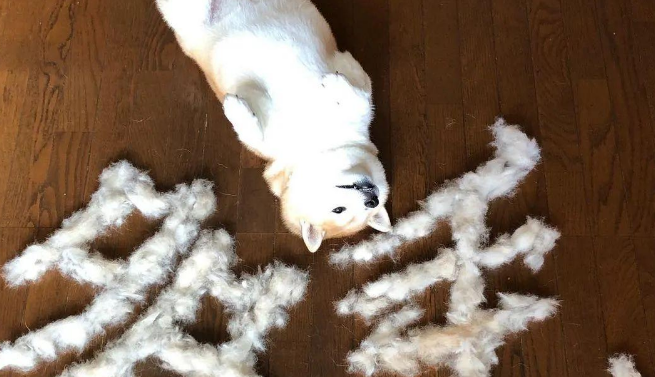 这只柴犬主人的书法功底真棒，用梳下来的狗毛拼的字，都这么好看