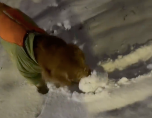 网友和狗一起玩打雪仗，它竟然搓了个比主人还大的雪球！厉害了！