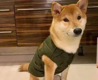 买了一件保暖背心给柴犬，一夜过后让饲主超傻眼！