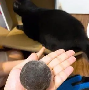 从猫咪身上搓了一个“黑球”，引起铲屎官共鸣：都可以织毛衣了