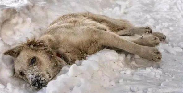 流浪狗妈妈零下20度被冻死在雪地，用身体温暖怀中7只幼崽！