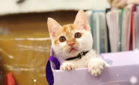 流浪猫高处坠落双眼失明，志工细心照料，终于在圣诞当天奇迹发生了...