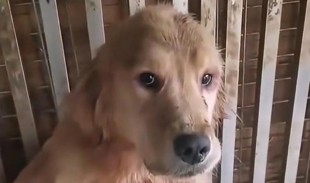 网传江苏一狗场数只狗被割舌头