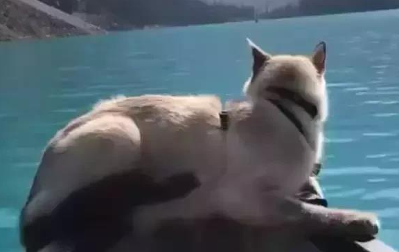 主人带猫咪一起游湖，猫咪淡定地趴在船头，这画面太美了 