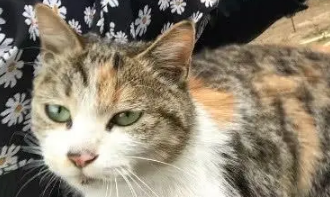 流浪猫很排斥陌生人,女孩却轻松带它回家,得知原因众人哭笑不得 流浪猫很排斥陌生人,女孩却轻松带它回家,得知原因众人哭笑不得