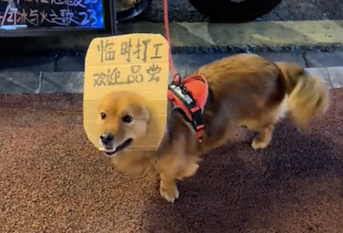 主人摆摊卖东西时,让狗狗当临时打工者帮忙 主人摆摊卖东西时,让狗狗当临时打工者帮忙