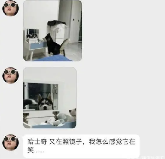 一大早二哈又在梳妆台前照镜子，还莫名地笑了，狗：我咋那么帅呢