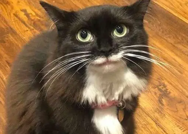 小流浪猫被收养，每日面带“笑容”，主人：看到它就心情好