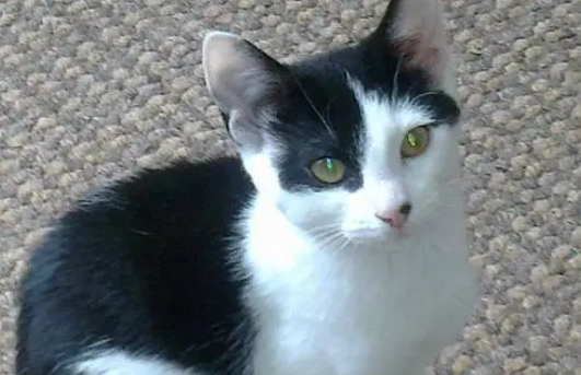 猫咪走失五年，主人靠芯片找回爱猫，网友：这就是办证的重要性