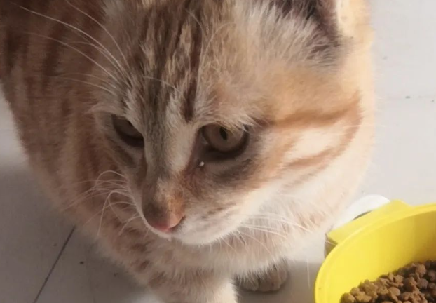 橘猫差点被冻死，她徒步半个小时带回家，却心里一惊：幸亏没放弃...