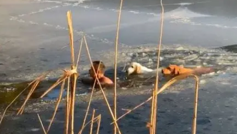 冰面裂开两狗狗快死掉,纽约一男子赤裸跳冰湖:7岁已在冰湖游泳 冰面裂开两狗狗快死掉,纽约一男子赤裸跳冰湖:7岁已在冰湖游泳