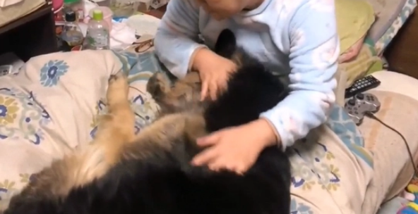 德牧在公园被欺负,回家见女主就“哭泣” 德牧在公园被欺负,回家见女主就“哭泣”