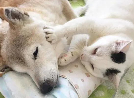 这只猫咪偶遇柴犬过后，就开始怀疑猫生，问题居然出在长相上！