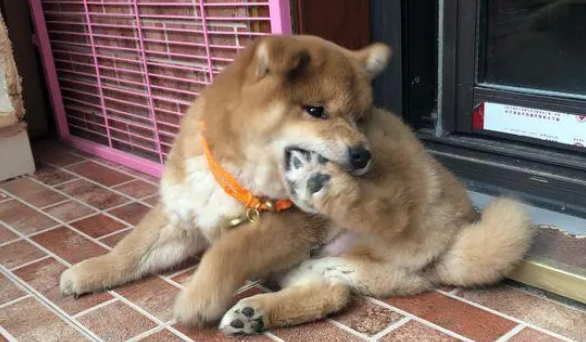 柴犬弟弟从小就胖，长大后得变成一个大胖子，哈哈……