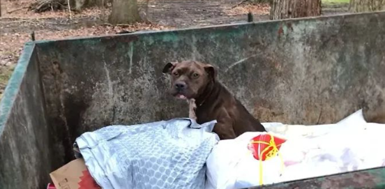 比特犬被丢垃圾桶，却待在里面不动，竟是因...真相让人愤怒！