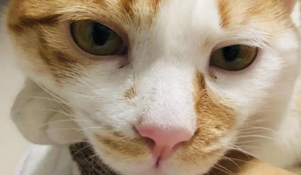橘猫焦糖的故事：带病的流浪猫坚强的活下来！大橘余生请多指教