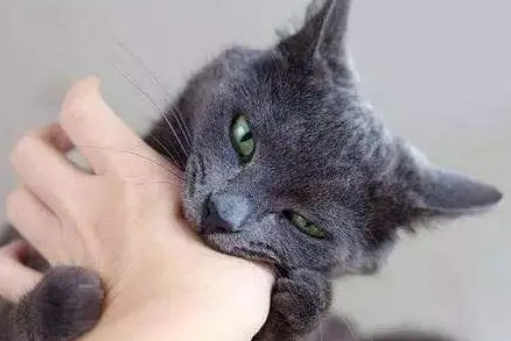 小猫咪一直咬人?主要有这几个原因,并不是想“吃”你 小猫咪一直咬人?主要有这几个原因,并不是想“吃”你
